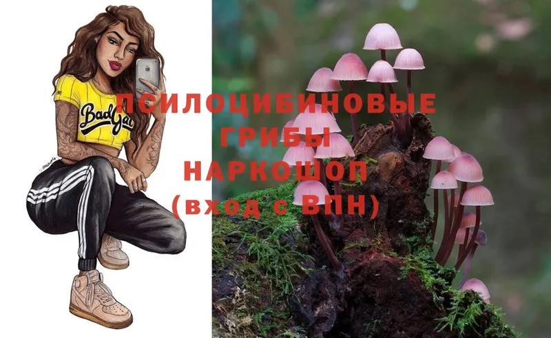 Псилоцибиновые грибы Psilocybe Петровск-Забайкальский